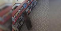 Urs filmat când se plimba nestingherit printre rafturile unei biblioteci. "Căuta volumul Winnie-the-Pooh"