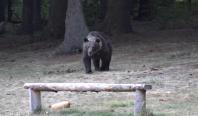 Ursul cu 5 picioare, căutat de jandarmii din Câmpina. Poza generată cu AI a provocat şi emiterea unui RO-Alert
