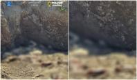 Cadavre de animale, abandonate pe câmp în Constanţa. Percheziţii într-un dosar de sacrificare ilegală