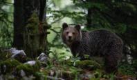 Ursul brun, în pericol să-și piardă statutul de specie protejată. Tanczos Barna cere schimbarea legislației