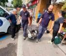 O femeie ţinea peste 100 de pisici la mai multe adrese din Capitală. Intervenţie pentru salvarea felinelor
