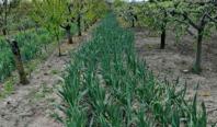 Afacerea cu care Cosmin a dat lovitura, dintr-o întâmplare. Vinde kg cu 30 de lei şi nu mai face faţă cererii