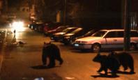S-au întors urşii în oraşele de la munte. Localnicii cer măsuri de ani de zile, autorităţile încă analizează