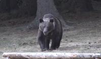 Femeie ucisă de urs în Bistriţa. Ieşise să hrănească animalele: "E jale în zona asta a noastră"