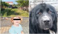 Mama lui Teo și stăpânul câinelui ciobănesc, anchetați pentru neglijență și ucidere din culpă