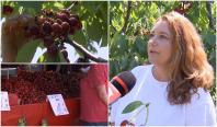 Oferta fermierilor, în an cu producţie record: cireşe mai ieftine, dacă ţi le culegi singur