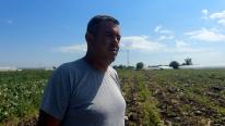 Leguma care a ajuns simbolul risipei în România. Fermierii o aruncă pe câmp, magazinele vând din import