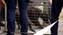 Copilul sfâşiat de un Amstaff rămâne la terapie intensivă. Proprietarul câinelui şi părinţii sunt anchetaţi
