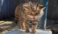 Surpriză pentru două femei din Mureş şi Neamţ. Au crezut că salvează pisici de casă, dar erau feline sălbatice