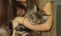 Cafea printre pisici uriașe și prânz lângă șerpi. Localurile din București unde animalele sunt vedete