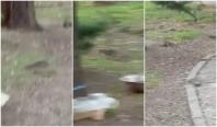 "Incredibil câți sunt!" Mai mulți șobolani, filmați când alergau la câțiva metri de Primăria Sectorului 1