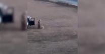 Momentul în care o oaie este lovită cu mașina și apoi cu piciorul lângă o parcare din Sibiu: "E inacceptabil”