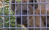 Temba şi Lock, noile vedete de la Zoo Braşov. Hienele pătate au fost atracţia turiştilor