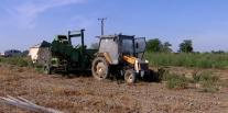 Leguma cu producţie record costă de 4 ori mai mult la supermarket decât la fermă. Recoltele tot nu ne ajung