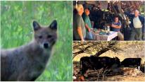 Un judeţ din România, la mila şacalilor. Sălbăticiunile fac ravagii în gospodării şi sunt greu de vânat