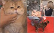 Sute de pisici "vedetă" au urcat pe scenă la Oscarul Felin. Unele exemplare costă peste 1.000 de euro