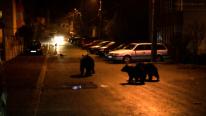 Începe vânătoarea de urşi, după ce cota a fost dublată prin lege. "Nu mai avem siguranţă pe străzi"