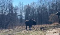 Zimbru, găsit decapitat în Bistrița-Năsăud. Animalul protejat de lege ar fi căzut prada braconierilor