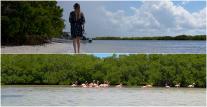 Destinația din Mexic unde natura oferă un spectacol rar. Păsări exotice, crocodili și plaje cu nisip alb