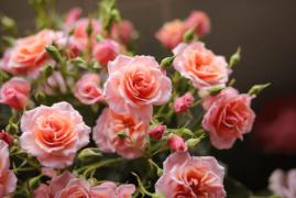 Cu ce trebuie să stropești trandafirii în luna iunie. Secretul grădinarilor iscusiți ce îți va înfrumuseța grădina