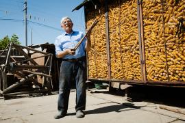 Mii de tone de PORUMB cu aflatoxina? Cerealele ar putea fi DISTRUSE