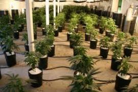 Un politist de frontiera din Caras-Severin cultiva si distribuia droguri