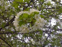 Afla cum va fi vremea de acum pana la  Florii!