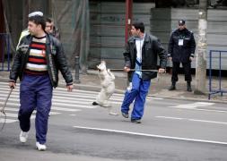 Taxa de 170 de lei pentru adoptia cainilor comunitari din Bucuresti