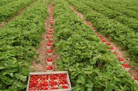 30 de imigranti impuscati pe o plantatie din Grecia