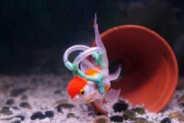 "Einstein" a primit o "vestuta" care-l ajuta sa inoate