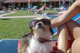 Catelusul meu frumos:)