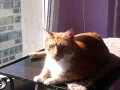 Fa-ti animalul vedeta