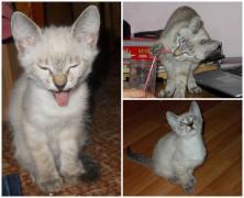 Kitty-apa e mai buna cu paiul!