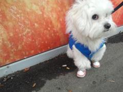 Catelusul meu incaltat