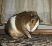 Ronti - Porcusorul de Guineea