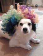 Riky cel mai zapacit catel