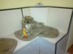 Edy rasfatatul familiei