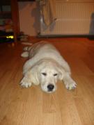 cainele meu somnoros