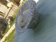 iepurasi care stau in palarie