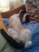 Tutulinu' smecherasul :)