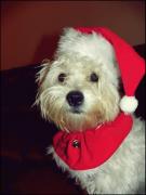 El este marley si este un ”mos” adorabil