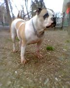 Femela buldog american