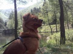 Toto, un catel nebunatic :))!!