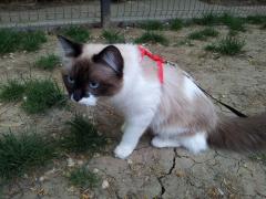 Prințesa Sofia, la vânătoare