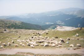 Sase ciobani vor pleca in transhumanta cu 300 de oi din Brasov pana in Cehia