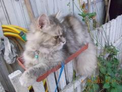 Kitty pisica florareasa revine!