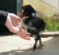 Pui de gaina energic