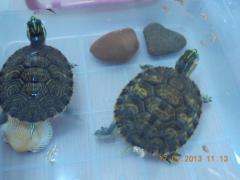 broscuţe haioase în timpul mesei