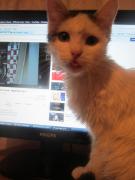 Mâtzâtzoiu, în căutarea iubitei