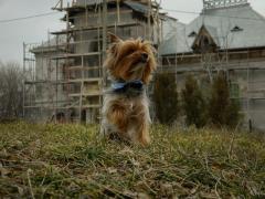 Constantinescu Denisa